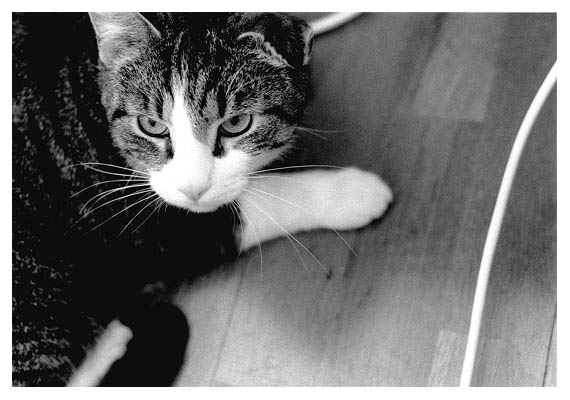 Alfred und sein Versuch eine Knickohrkatze zu werden. 2002.