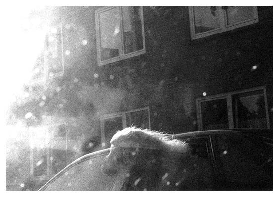 Hund schaut aus dem Auto. 2001