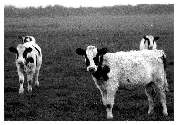 K&uuml;he sollten mir Ruhm bringen. K&uuml;he!
