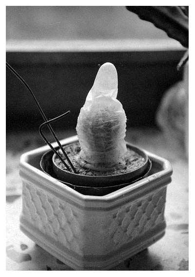 Irgendwann verschwand ein Teil dieses Kaktus. Wer wurde 1990 schwanger?