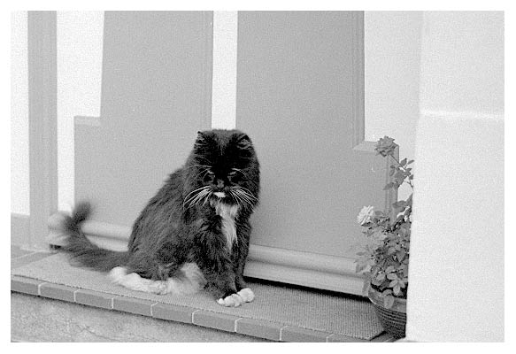 In der Nähe der Rosenstraße: Eine wirklich böse Katze. 2003.