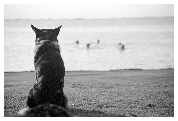 Die Kriegers sollten eigentlich auf den Hund aufpassen. 2004.