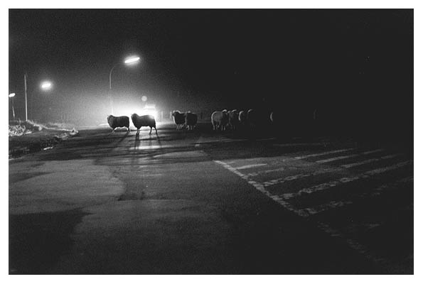 Die Polizei kommt. 2002.