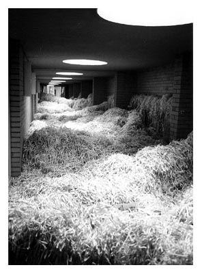 Es gab auch versteckte Luftballons. 